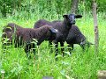 Spreewald 14.06